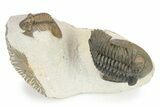 Hollardops Trilobite With Scabriscutellum - Multi-Toned Shell #251434-1